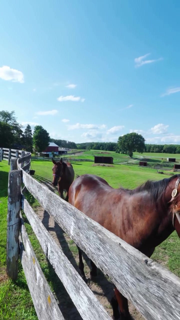 Horses at the paddock fence with rolling hills at Amplify Venue, a farm wedding venue near Caledon, Ontario